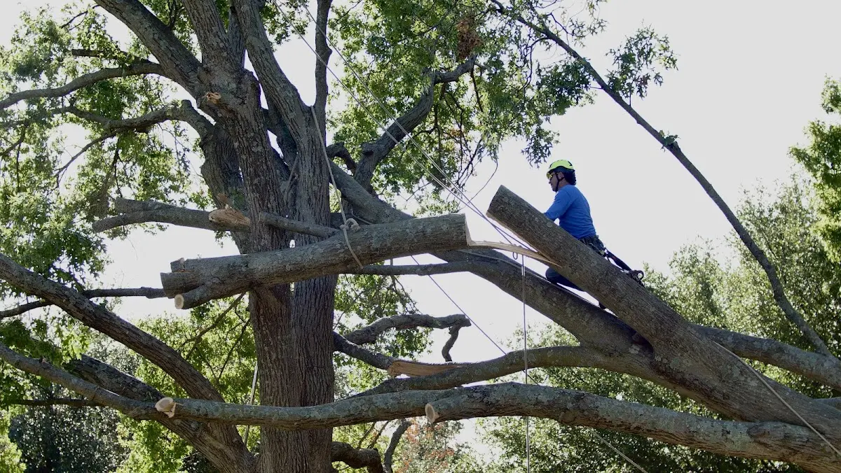 Professional Crown Thinning performed by certified arborists in Tatum