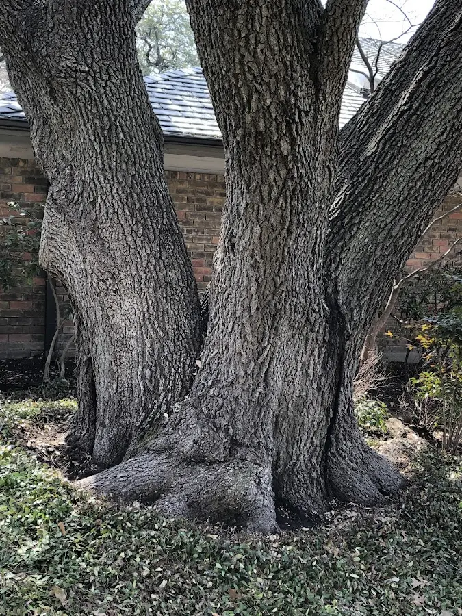 Mature heritage tree close to a Tatum property cared for by certified arborists